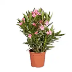 Lidl Oleander Verschiedene Blütenfarben Lidl Angebot