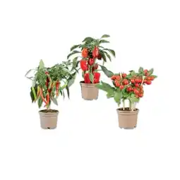 Lidl Gemüsepflanze mit Früchten Paprika rot, Tomaten oder Chili Lidl Angebot