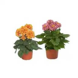 Lidl Dahlie Lidl Angebot