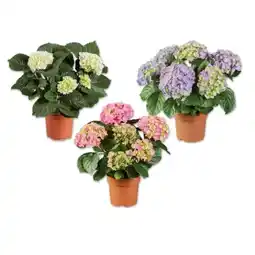 Lidl Ballhortensie versch. Blütenfarben Lidl Angebot