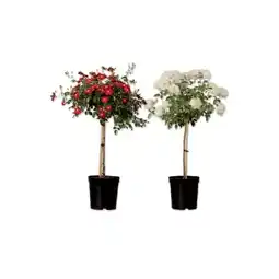 Lidl Rosenstamm Verschiedene Blütenfarben Lidl Angebot