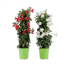 Lidl Dipladenia Sundaville Pyramide Verschiedene Blütenfarben Lidl Angebot