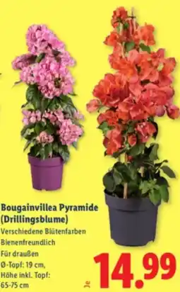 Lidl Bougainvillea Pyramide (Drillingsblume) Angebot