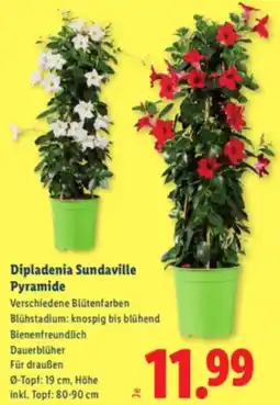 Lidl Dipladenia Sundaville Pyramide Angebot