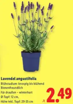 Lidl Lavendel angustifolia Angebot