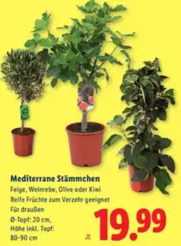 Lidl Mediterrane Stämmchen Angebot