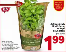 Billa Ja! Natürlich Bio-Kräuter im Topf Angebot