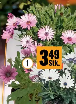 Hornbach Kapmargerite Angebot