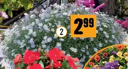 Hornbach Blaues Gänseblümchen Angebot