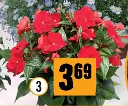 Hornbach Hawaii-Lieschen Angebot