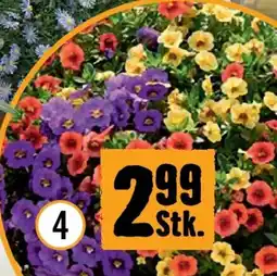 Hornbach Zauberglöckchen Angebot