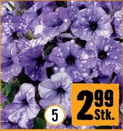 Hornbach Hängepetunie Angebot