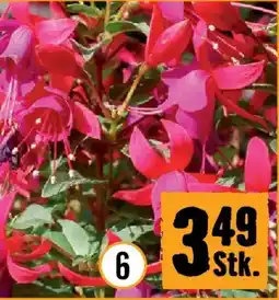 Hornbach Fuchsie Angebot