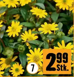 Hornbach Husarenknopf Angebot