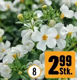 Hornbach Bacopa Angebot