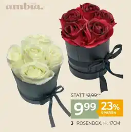 XXXLutz Rosenbox Angebot