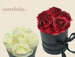 XXXLutz Ambia Rosenbox Angebot