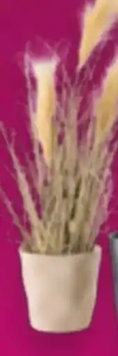 Mömax Kunstpflanze Pampasgras Angebot