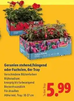 Lidl Geranien stehend/hängend oder Fuchsien 6er Tray Angebot