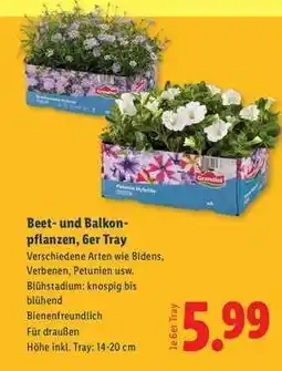 Lidl Beet- und Balkonpflanzen, 6er Tray Angebot