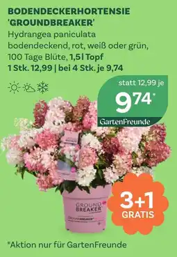 Bellaflora Bodendeckerhortensie groundbreaker Angebot
