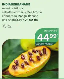 Bellaflora Indianerbanane Angebot