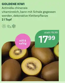 Bellaflora Goldene kiwi Angebot