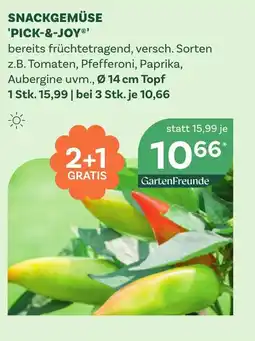 Bellaflora Snackgemüse 'pick-&-joy Angebot