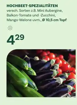 Bellaflora Hochbeet-spezialitäten Angebot