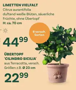 Bellaflora Limetten vielfalt Angebot