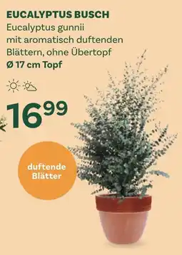 Bellaflora Eucalyptus busch eucalyptus gunnii Angebot