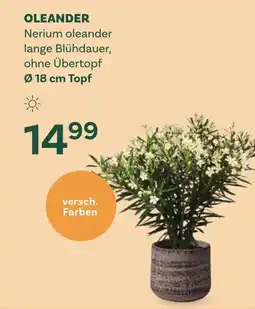 Bellaflora Oleander Angebot