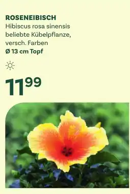Bellaflora Roseneibisch hibiscus rosa sinensis Angebot