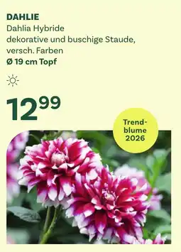 Bellaflora Dahlie dahlia hybride Angebot