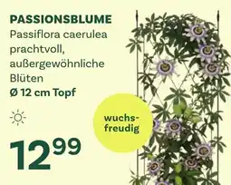 Bellaflora Passionsblume passiflora caerulea prachtvoll Angebot