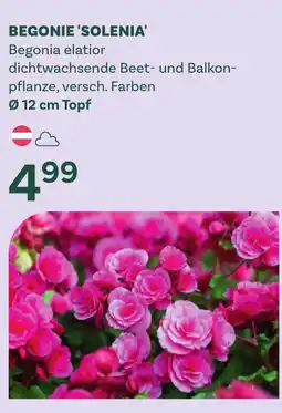 Bellaflora Begonie solenia begonia elatior Angebot