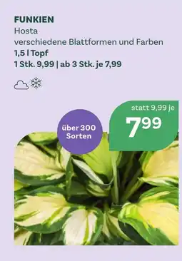 Bellaflora FUNKIEN Hosta Angebot