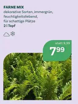 Bellaflora Farne mix Angebot
