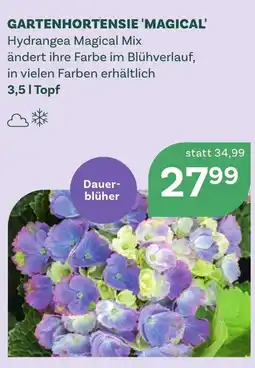 Bellaflora Gartenhortensie magical Angebot