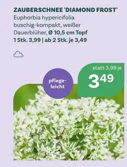 Bellaflora Zauberschnee diamond frost Angebot