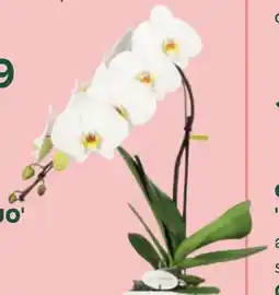 Bellaflora Schmetterlingsorchidee formidablo niagara falls Angebot