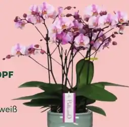 Bellaflora Schmetterlingsorchidee bellissimo Angebot