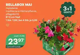 Bellaflora Bellabox mai Angebot