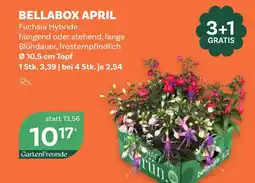 Bellaflora Bellabox april fuchsia hybride Angebot