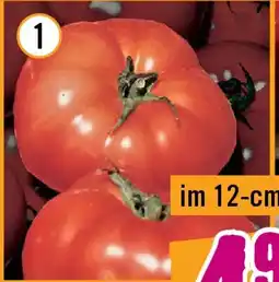 Hornbach Bio-fleischparadeiser Angebot