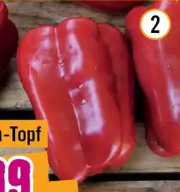 Hornbach Bio-paprika rot Angebot
