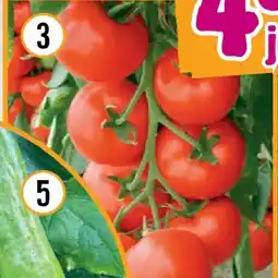 Hornbach Bio-salatparadeiser Angebot