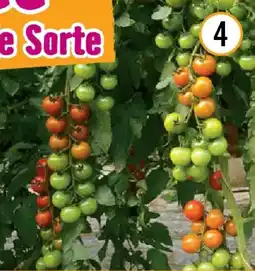 Hornbach Bio-cocktailparadeiser Angebot