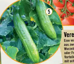 Hornbach Bio-Schlangengurke Angebot