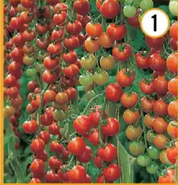 Hornbach Bio-cocktailparadeiser Angebot